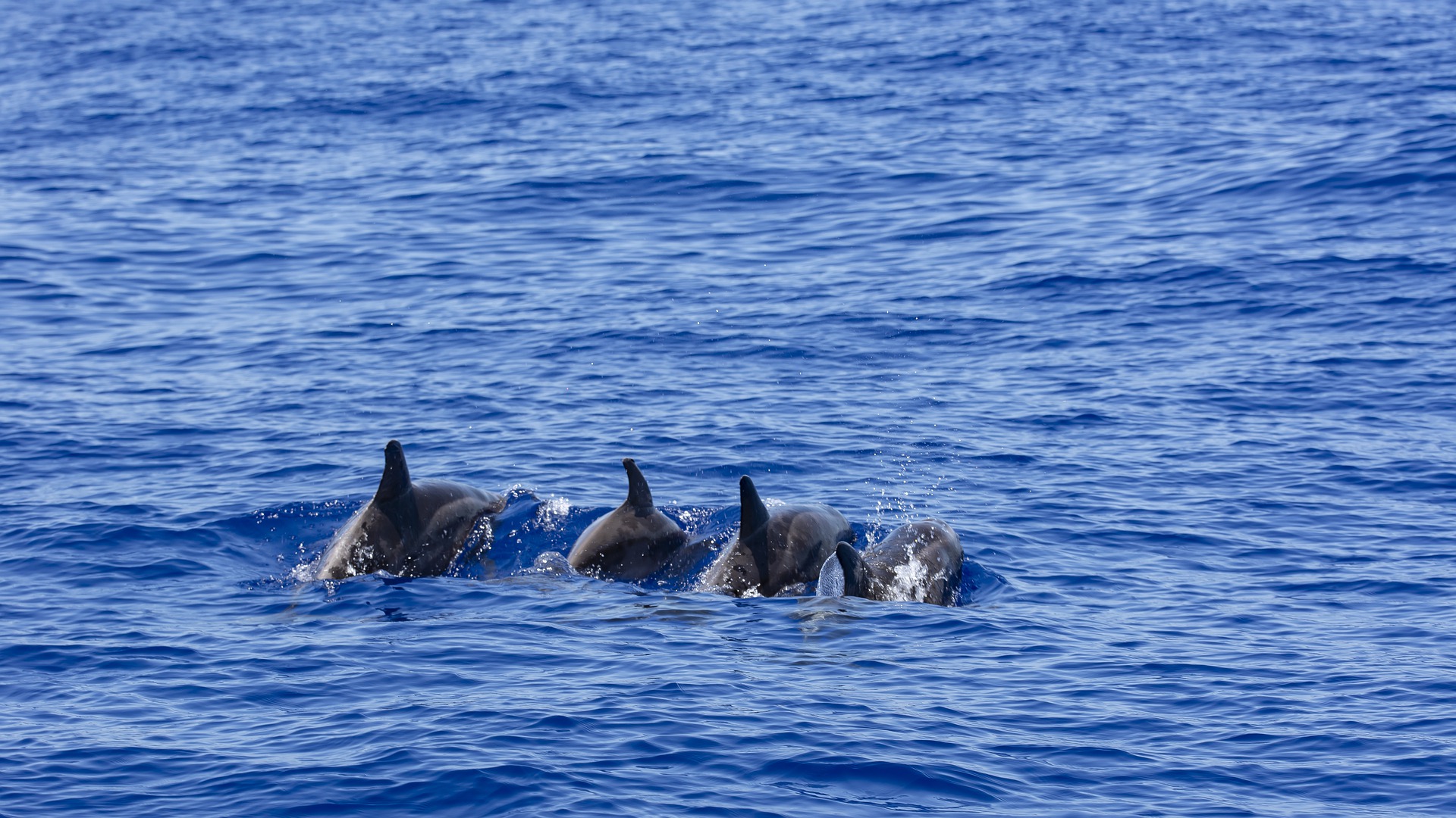 Escursione Whale Watching in Barca Liguria